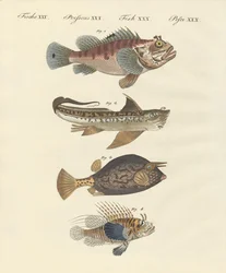 奇妙な形の魚