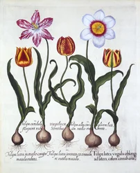Hortus Eystettensisからの5つのチューリップ、バジルベスラー（1561-1629）、パブ。 1613（手塗りの彫刻）