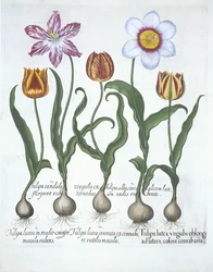 Hortus Eystettensisのバジルベスラー（1561-1629）パブによる5つのチューリップ。 1613（手描きの彫刻）