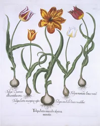 Hortus Eystettensisのバジルベスラー（1561-1629）パブによる5つのチューリップ。 1613（手描きの彫刻）