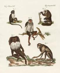 5種類のサル