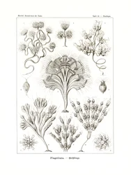 鞭毛虫、1899-1904