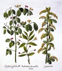 フライハニーサックルとホーソーン、Hortus Eystettensisから、バジルベスラー（1561-1629）、パブ。 1613（手描きの彫刻）