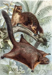 Brehms Tierleben "のプレート "Flying Squirrel"。Allgemeine Kunde des Tierreichs", vol.2, p.421, Bibliographisches Institut発行。