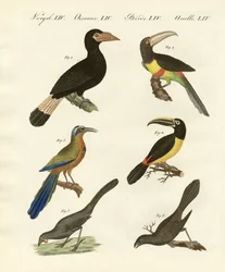 外国の鳥
