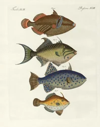 外国産の魚（彩色済みの彫刻
