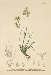 4葉フェスク（Festuca pumila、Festuca quadriflora）