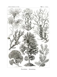 フコイデア、1899-1904