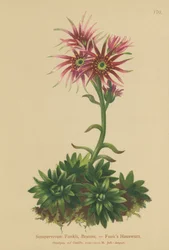 ファンクス編と雛（Sempervivum Funkii）