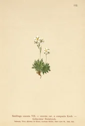 毛深いSaxifrage（Saxifraga署名SAXIFRAGA exarata var。Compactcij SAXIFRAGA exarata ssp。Moschata）