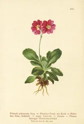 ガーデンオーリキュラ（Primula pubescens、Primula Rhaetica、Primula Helvetica）
