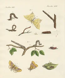 ドイツのファラエナガ（彩色済み彫刻