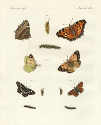 ドイツのデイ・バタフライ（彩色済み彫刻