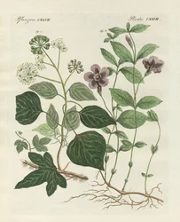 ドイツの常緑植物（彩色された彫刻