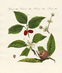 ドイツの種類の果物