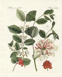 ドイツの木の種類（色のついた彫刻