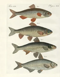 ドイツ川魚