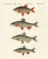 ドイツ川魚