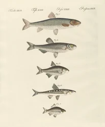 ドイツ川魚