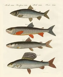 ドイツ川魚