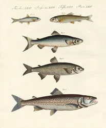 ドイツ川魚