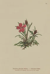 グレイシャーピンク（Dianthus glacialis）