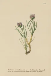 地球に向かったランピオン（Phyteuma hemisphaericum）