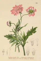 光沢のある疥癬（Scabiosa lucida）
