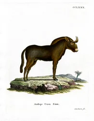 Gnu (カラー・エングレービング)