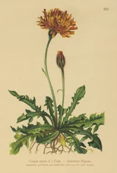 ゴールデンホークスヒゲ（Crepis aurea）