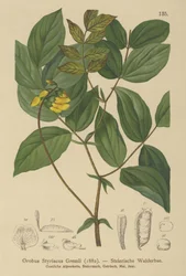 ゴールデンベッチ（Orobus styriacus、Lathyrus aureus）