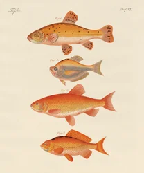 金魚（彩色済み彫刻