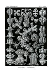 Gorgonida、1899-1904