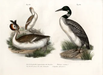 カンムリカイツブリ、1864