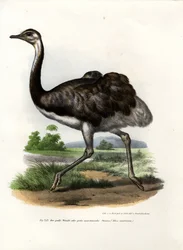 大レア、1864