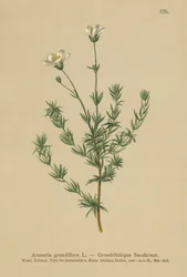 オオミズナギドリ（Arenaria grandiflora）