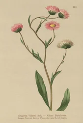 ギリシャ語Fleabane（Erigeron Villarsii、Erigeron atticus）