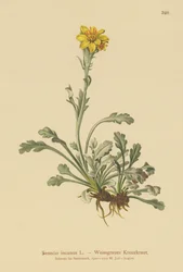 灰色のラグワート（Senecio incanus）