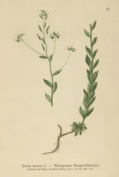 灰色のウィットローグラス（Draba incana）