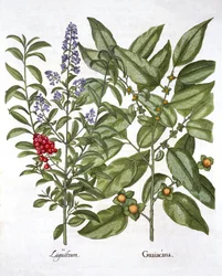ガイタスと中国のイボタノキ、Hortus Eystettensisから、Basil Besler（1561-1629）、パブ。 1613（手描きの彫刻）
