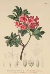 毛むくじゃらのアルペンローズ（Rhododendron hirsutum）