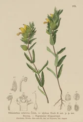 毛深い黄色いガラガラ（Rhinanthus aristatus、Rhinanthus alpinus）