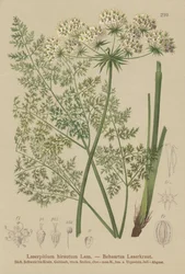 Hallers Sermountain（Laserpitium hirsutum、Laserpitium状態、Laserpitium panax）