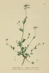Hallers Wall-cress（アラビス州）