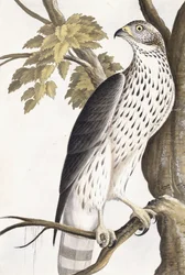 ホーク、1750-1800