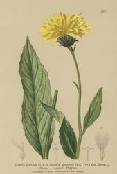 Hawke-beard（Crcpis Bocconi、Crcpis Drogheda Crcpis国のHiyacium山、Soyeria angustifoliaによる）