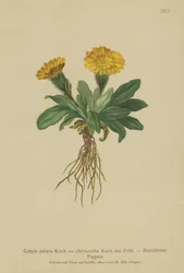 鷹のひげ（Crepis jubata、Crepis rhaetica）
