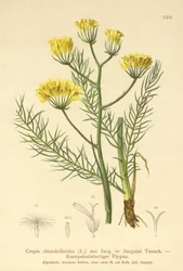 ホークビアード（Crepis chondrilloides）
