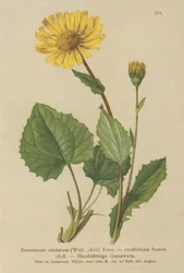 ハートリーブドヒョウベイン（Doronicum cordatum、Doronicum cordifolium、Aronicum cordatum）