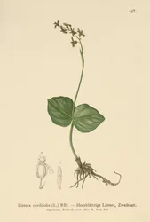 ハートリーブトウェイブレード（Listera cordata、Listera cordifolia、Neottia cordata）